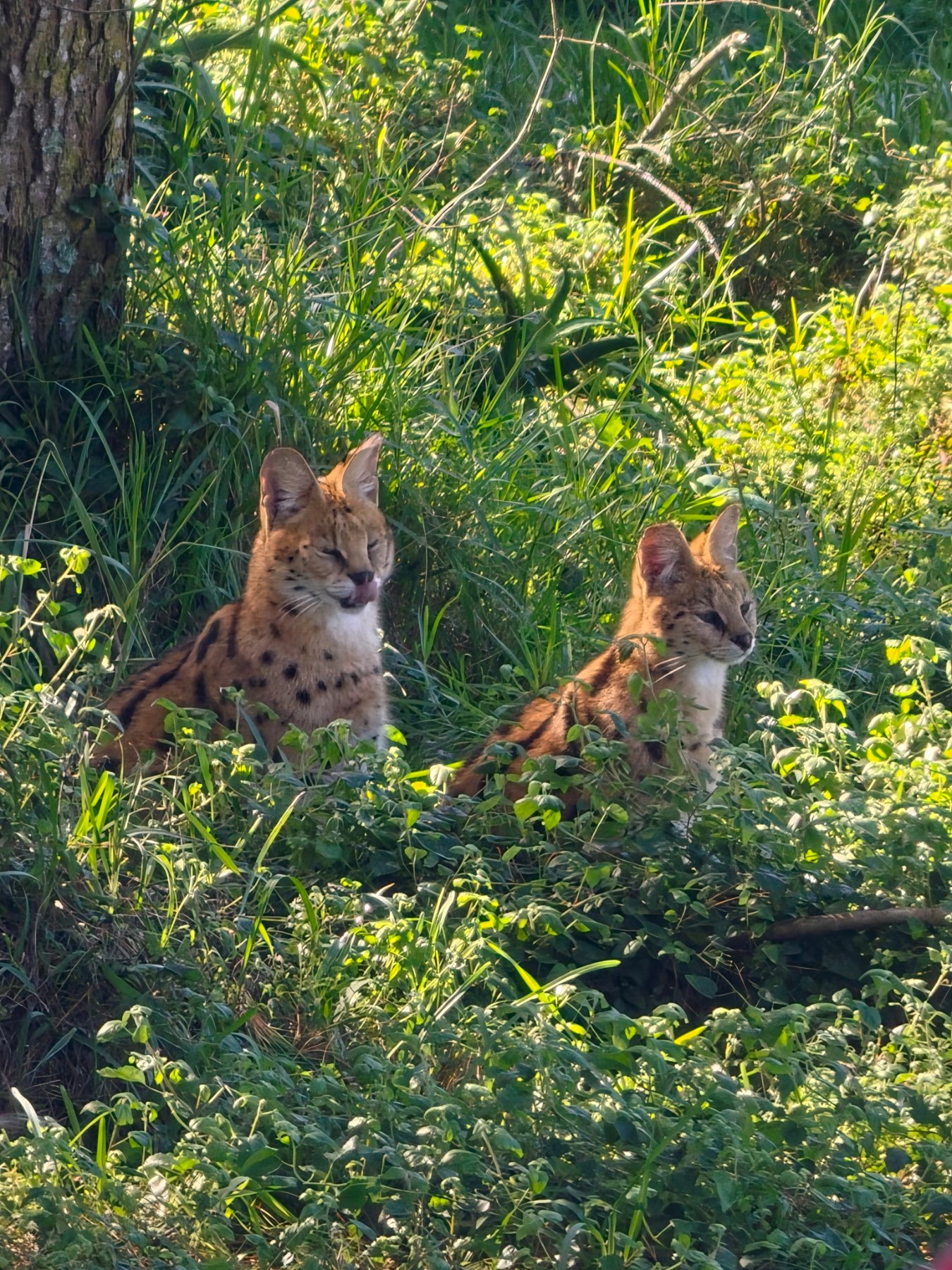 Servals - Spotted in the Wild