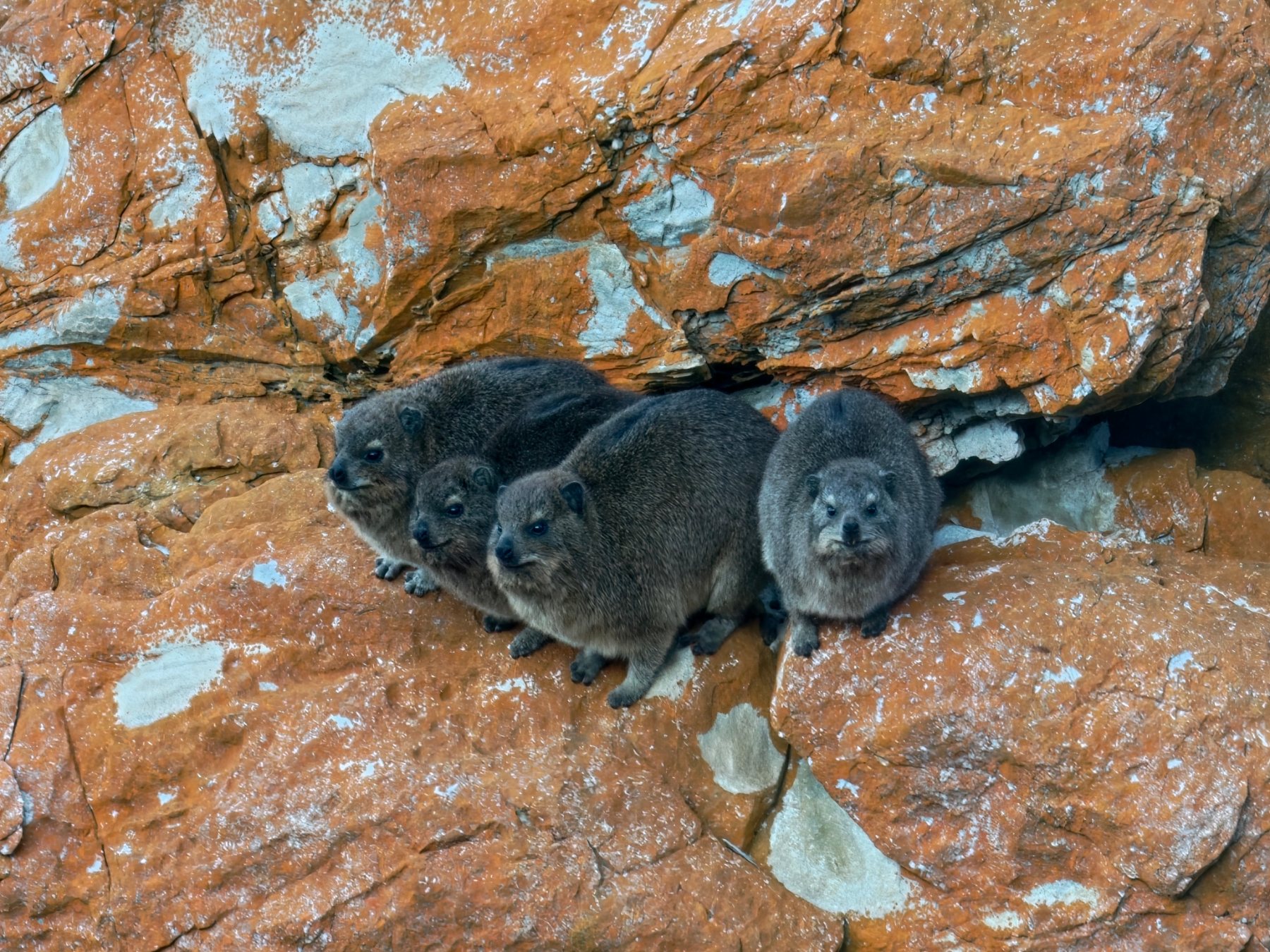 Rock Hyrax